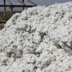 Жалал-Абадда 12 жаштагы бала пахтага тумчугуп каза болду