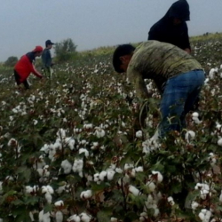 Мамлекеттик кызматкерлерди пахта теримге жөнөтүү уланууда