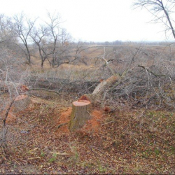 Мыйзамсыз кыйылган баалуу дарактарды кыйган адам кармалды