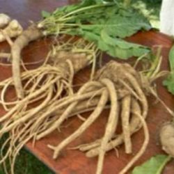 Элдик дарылоо ыкмалары сунушталды