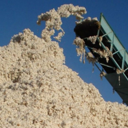 ӨКМ: Ош облусунда үч тонна пахта күйүп кетти