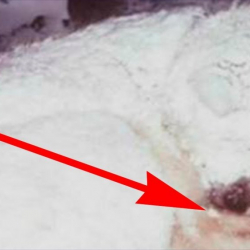 Ит эки күн бою бооруна эки жаштагы баланы алып жатып сууктан тирүү алып калды