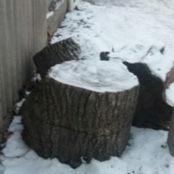 Борбор калаанын 10 миңге чукул бак-дарагы кыйылышы мүмкүн