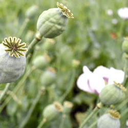 Орусия аймагында уктатуучу апийимдин сортторун өстүрүүгө жана апийимдин сабактарын кайра иштетүүгө уруксат берүү каралган