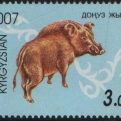 2019-жыл - "Доңуз жылы"