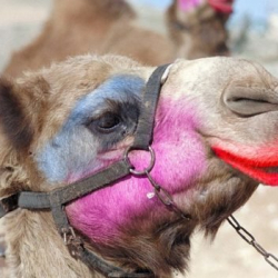 Түкүрүнгөн төөлөрдүн сулуулук конкурсу