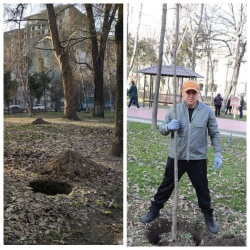 ФОТОРЕПОРТАЖ: Депутаттар даярдалган чуңкурларга көчөттөрдү "сайып, сайып" коюп, фотосессия кылып кетип калышты...