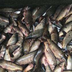 Казакстан батышындагы Ойыл өзөнүндө беш тоннадай балык кырылды (видео)