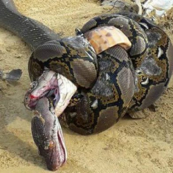 БОЛГОН ОКУЯ: Жыландын башын чайнап салган баатыр