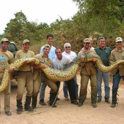 Питон жылан кармалды