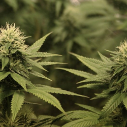 Жалал-Абад ОИИБси ири көлөмдөгү баңгизатты сатуу учурунда кармашты