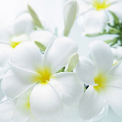 Кеч гүлдөгөн Акгүл