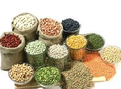 Минсельхоз проводит региональный семинар по вопросам развития технологии зернобобовых культур