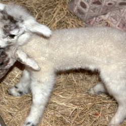 Урандын зыянын изилдеген Кайрат Сабыров