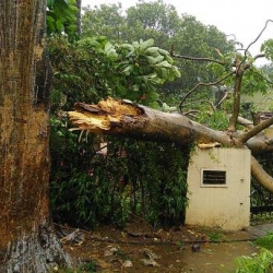 "Фани" бороону Индияда