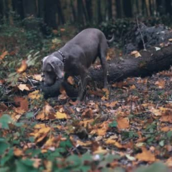 БОЛГОН ОКУЯ: Ит менен байланышкан өлүм