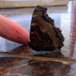 Укмуштуу окуялар: "Жан алгыч көпөлөк"