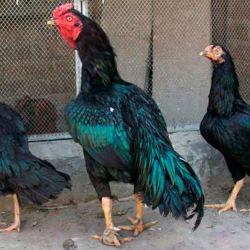 Короз соттолду, мындан ары тоокканадан чыкпайт