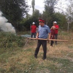 Сотрудники милиции ОВД Аламединского района провели мероприятия по  уничтожению дикорастущей конопли