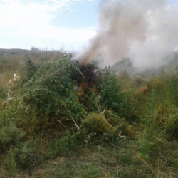 1,5 тонна кара куурай жок кылынды