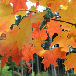 8-сентябрга карата аба ырайы тууралуу маалымат