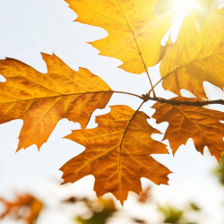 Үшүк жүрүшү күтүлөт. 11-сентябрга карата аба ырайы