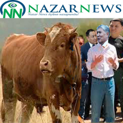 Кой-Ташта бука союп бериш үчүн Сегизбаев сектасы менен барган