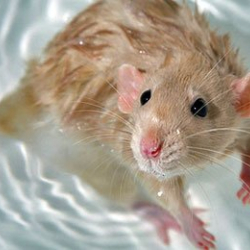 Келемиштер да сууга түшкөндү жакшы көрөт. Чимкентте тартылган видео