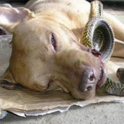 Өз өмүрүн берген күчүк балдарды жыландан сактап калды