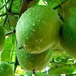 Кытайлык окумуштуулар картайтпоочу жемишти аташты