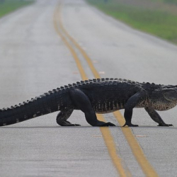 Конокту өлтүрүштү. Москвада унаа крокодилди тебелеп кетти