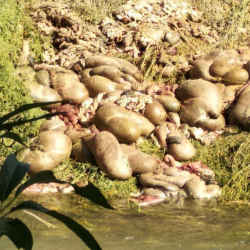 Малдын ичеги-карындары сууга ыргытылып жатат