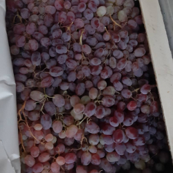 Сотрудниками ГТС при ПКР выявлен факт незаконного ввоза  винограда на сумму 780 000 сом