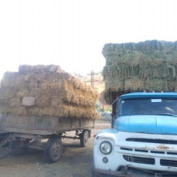 СҮРӨТ - Нарында быйыл тоют чөптүн баасы кымбат