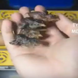 ВИДЕО - Бир жумурткадан төрт балапан чыкты