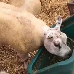 ВИДЕО - Кытайдан бизге чочкого окшогон бейтааныш жандыктын эттери келеби?