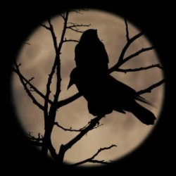 БОЛГОН ОКУЯ: Белгисиз куштун үнү