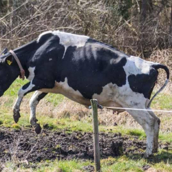 ВИДЕО –Селкинчек тепкен уйлар чек арадан өтүп кетишти