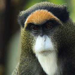 Ош шаарында көчмө зоопарк ачылды