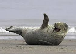 Сүрөт - Шайыр жаныбарлар 