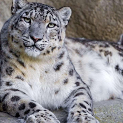 Илбирстерди саноонун жаңы ыкмасы иштелип чыкты