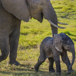 ВИДЕО – Африкада пилдер массалык түрдө кырылууда