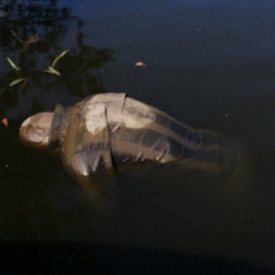 БЧКдан сөөгү табылган кореялык жаранга байланыштуу айрым жагдайлар ачыкка чыкты