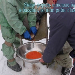 Балык чарбачылыгына сертификаттар тапшырылды