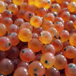 Выданы сертификаты на отлов производителей рыб