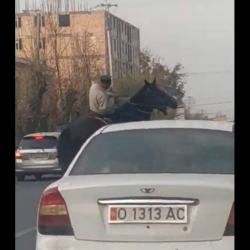 ВИДЕО - Ошто аксакал абышка шилекейи куюлганча мас болуп, ат минип шаар аралап жүрөт