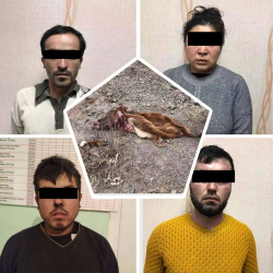 Кадамжайда уурдаган малдарды мыкаачылык менен союшуп сатып жүрүшкөн топ кармалды. Арасында аял да бар