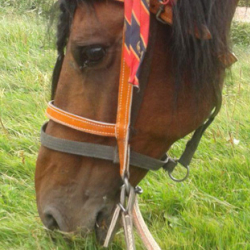 ВИДЕО-Түштүк магистралда аттар “сейилдеп” жүрөт