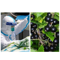 Лимон, карагат... Кытай коронавирусуна каршы мыкты азыктар тизмектелди