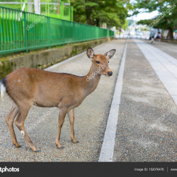 Унаа токтотуучу жайдагы жапайы бугу менен кишинин кагылышы видеого түшүп калган